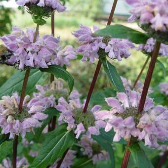 Phlomis tuberosa