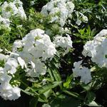 Phlox paniculata 'David' - 