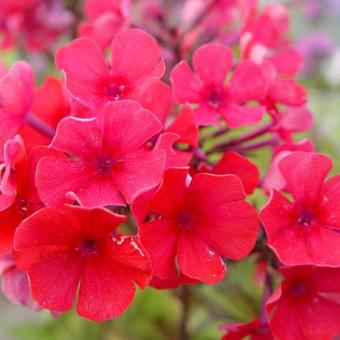 Phlox paniculata 'Starfire'