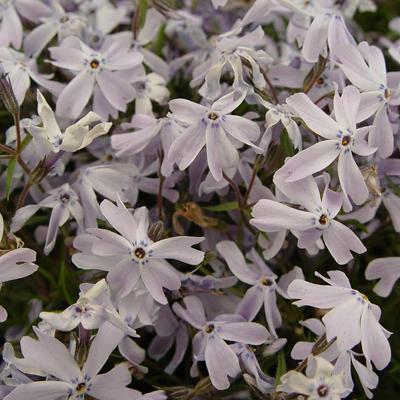 Phlox subulata 'G.F. Wilson' - Phlox subulata 'G.F. Wilson'