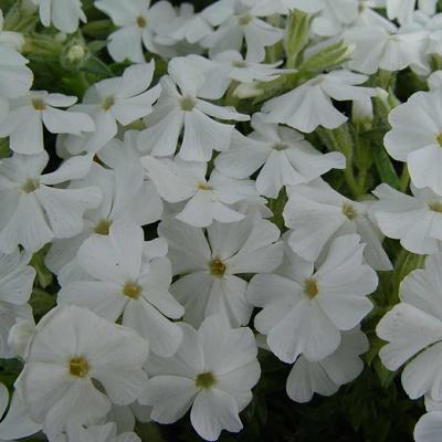 Phlox subulata 'Maischnee' - Phlox subulata 'Maischnee'