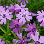 Phlox subulata 'Purple Beauty' - 