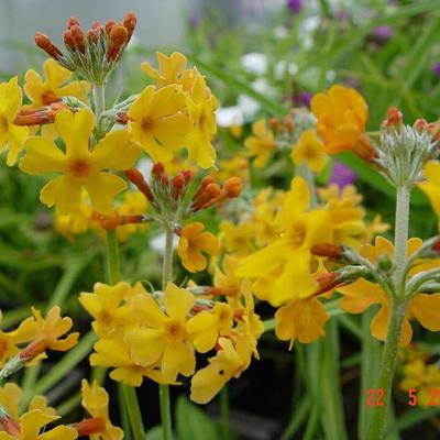 Primula bulleyana - Primula bulleyana