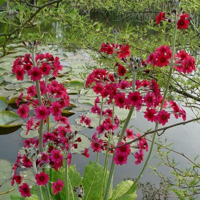 Primula pulverulenta  - Primula pulverulenta 