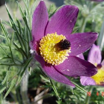 Pulsatilla vulgaris