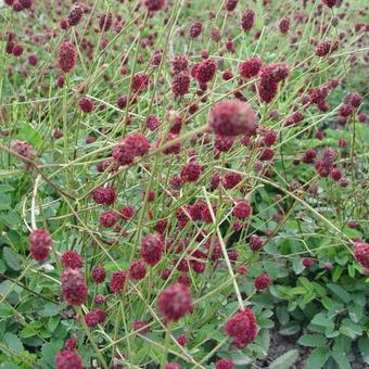 Sanguisorba officinalis 'Tanna'