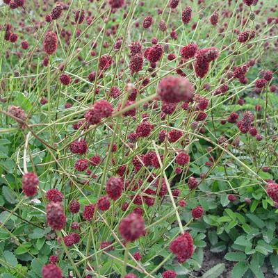 Sanguisorba officinalis 'Tanna' - 