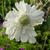 Scabiosa caucasica 'Alba'