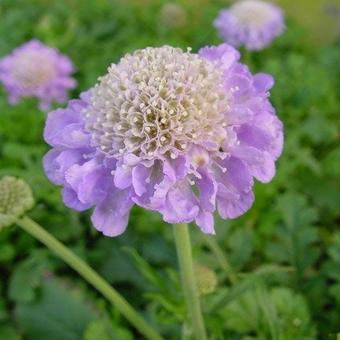 Scabiosa columbaria 'Butterfly Blue'