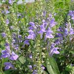 Scutellaria incana - Scutellaria incana