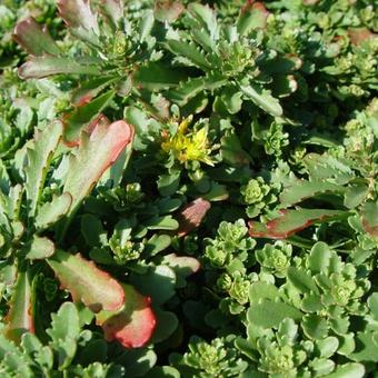 Sedum floriferum 'Weihenstepaner Gold'