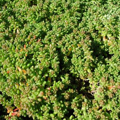 Sedum oreganum - Oregon-Fetthenne - Sedum oreganum