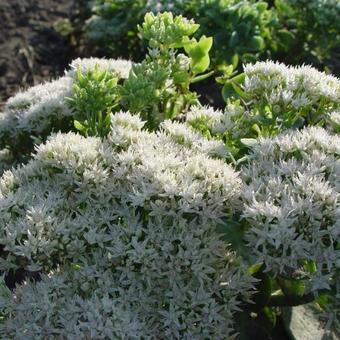 Sedum spectabile 'Iceberg'