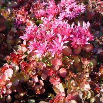 Sedum spurium 'Schorbuser Blut'