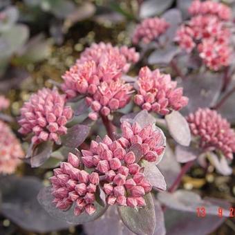 Sedum 'José Aubergine'