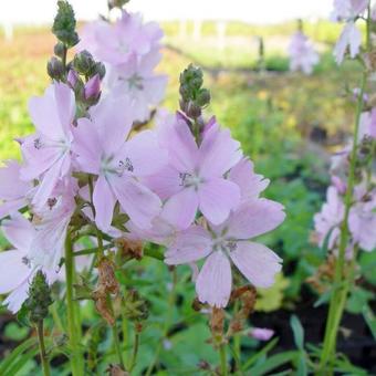 Sidalcea 'Elsie Heugh'