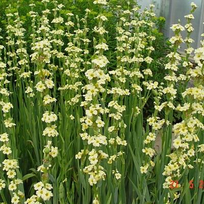 Sisyrinchium striatum - 