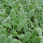 Stachys byzantina 'Silver Carpet' - Stachys byzantina 'Silver Carpet'