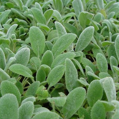 Stachys byzantina 'Silver Carpet' - 