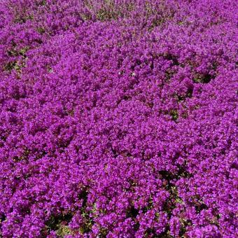 Thymus praecox 'Purple Beauty'