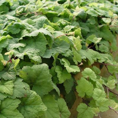 Tiarella cordifolia 'Moorgrün'