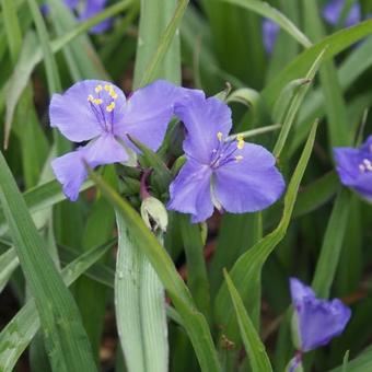 Tradescantia andersoniana 'Leonora'