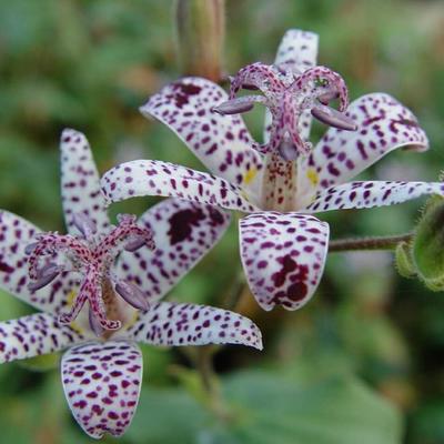 Tricyrtis hirta - Japanische Krötenlilie