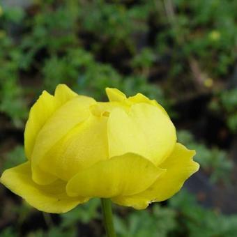 Trollius europaeus