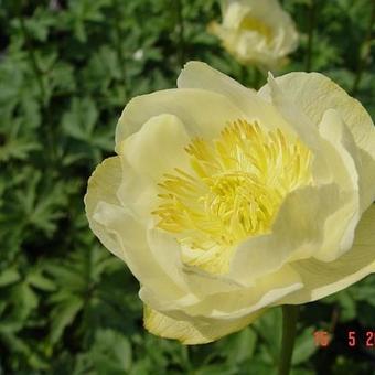 Trollius x cultorum 'Alabaster'