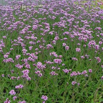 Verbena bonariensis 'Lollipop'