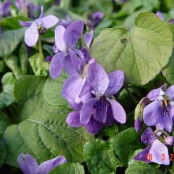 Viola odorata 'Königin Charlotte'