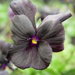 Viola cornuta 'Molly Sanderson' - 