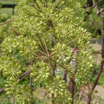 Angelica archangelica