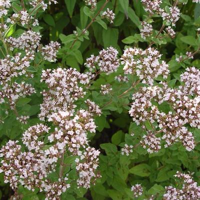 Origanum vulgare - Oregano