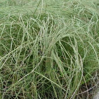 Carex comans 'Frosted Curls'