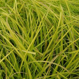 Carex elata 'Aurea'