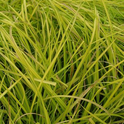 Carex elata 'Aurea' - Carex elata 'Aurea'