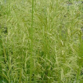 Deschampsia cespitosa  'Goldschleier'