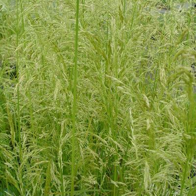 Deschampsia cespitosa 'Goldschleier' - Deschampsia cespitosa  'Goldschleier'