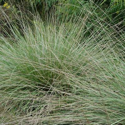 Festuca mairei - Atlas-Schwingel - Festuca mairei