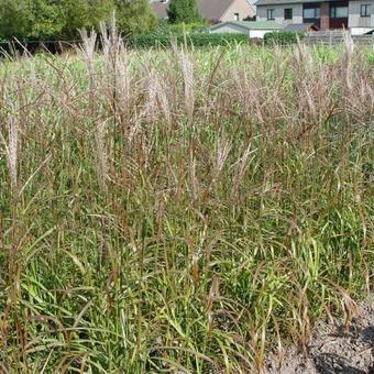 Miscanthus sinensis 'Afrika'