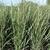 Panicum virgatum 'Northwind'