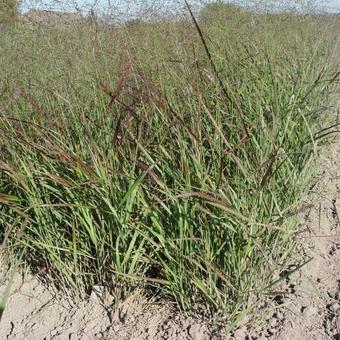 Panicum virgatum 'Rehbraun'