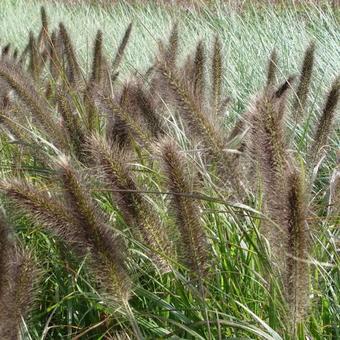 Pennisetum alopecuroides f. viridescens