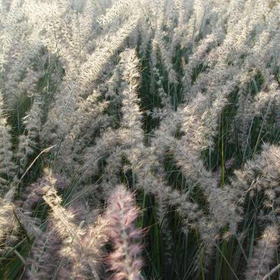 HERBE AUX ÉCOUVILLONS - Pennisetum orientale