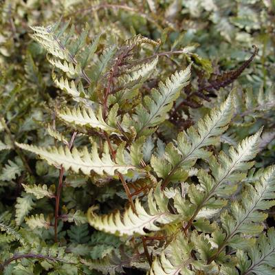 Athyrium niponicum var. Pictum - Athyrium niponicum var. Pictum