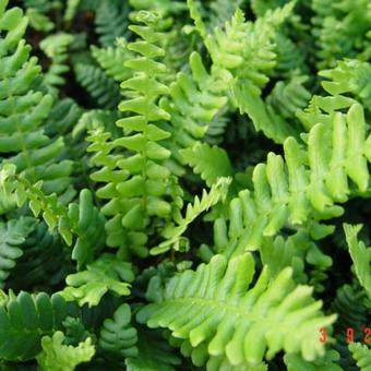 Blechnum spicant