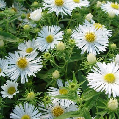 Aster novae-angliae 'Herbstschnee'