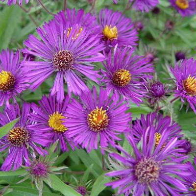 Aster novi-belgii 'Violetta'