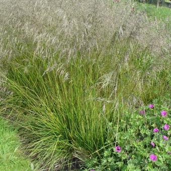 Deschampsia cespitosa 'Tardiflora'